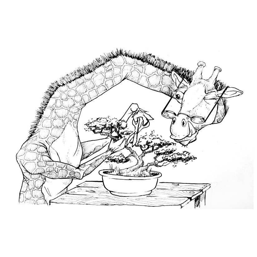 A giraffe bends its long neck down to prune a tiny bonsai tree on a table.